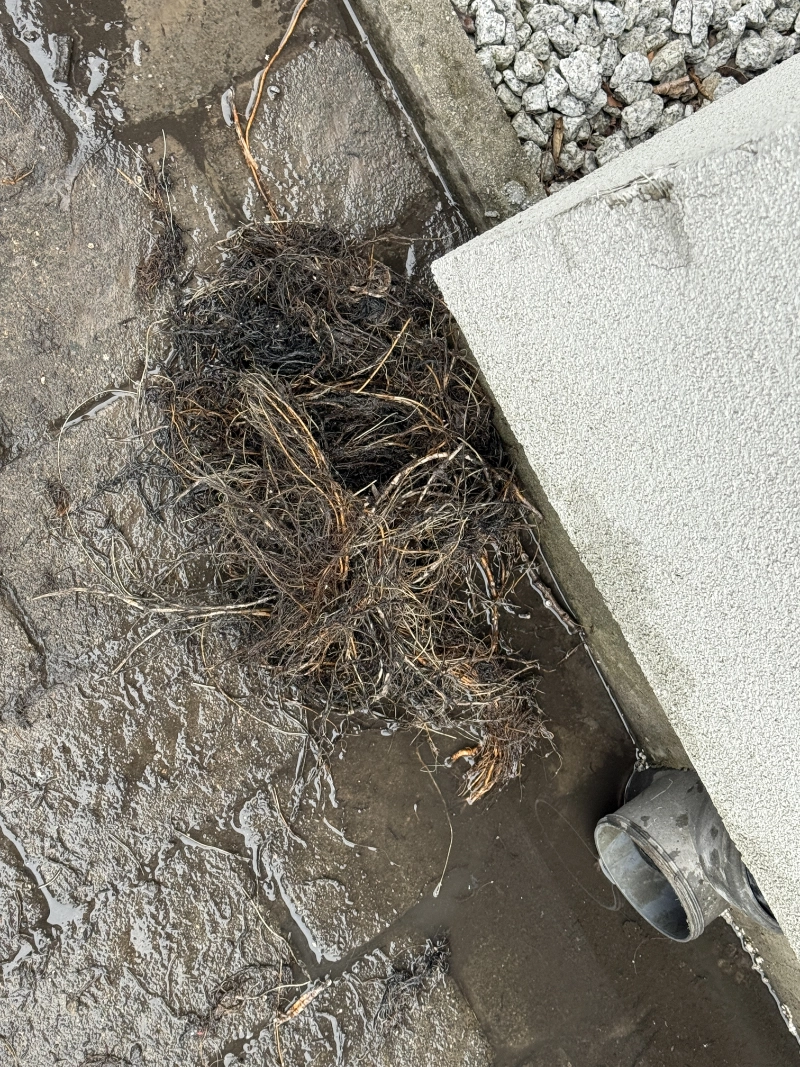 Efekt wycinania korzeni z kanalizacji